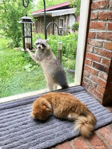 20 Cats That Demonstrate Complete Indifference