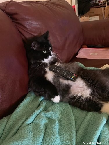 20 Cats That Demonstrate Complete Indifference