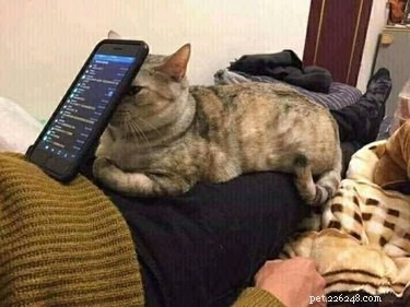 20 Cats That Demonstrate Complete Indifference