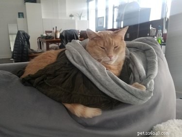 20 Cats That Demonstrate Complete Indifference