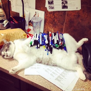 20 Cats That Demonstrate Complete Indifference
