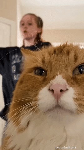 20 Cats That Demonstrate Complete Indifference