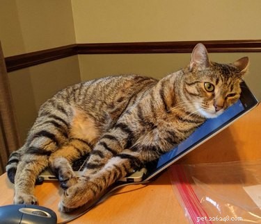 20 Cats That Demonstrate Complete Indifference