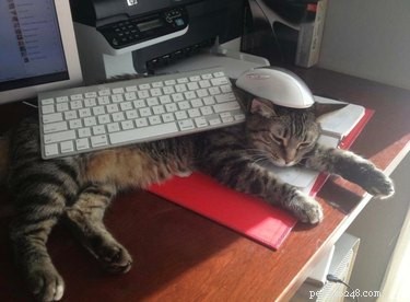 20 Cats That Demonstrate Complete Indifference