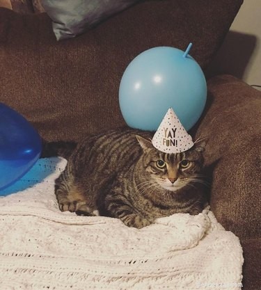 20 Cats That Demonstrate Complete Indifference