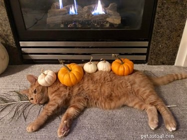 20 Cats That Demonstrate Complete Indifference