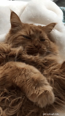 20 Cats That Demonstrate Complete Indifference