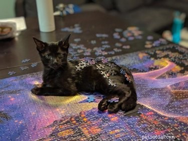 20 Cats That Demonstrate Complete Indifference