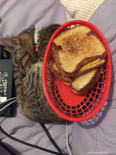 20 Cats That Demonstrate Complete Indifference