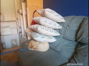 20 Cats That Demonstrate Complete Indifference