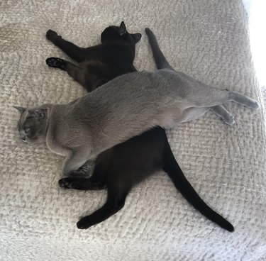 20 Cats That Demonstrate Complete Indifference