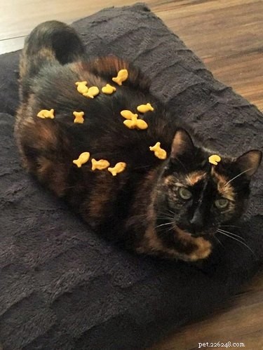 20 Cats That Demonstrate Complete Indifference