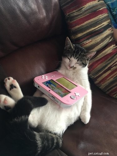 20 Cats That Demonstrate Complete Indifference
