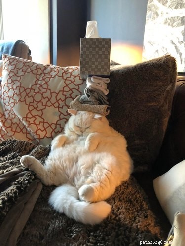 20 Cats That Demonstrate Complete Indifference