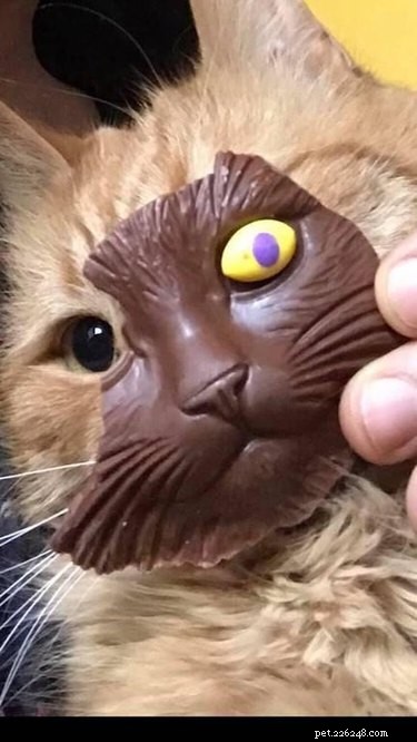 18 Hilarious Pet Photos That Will Brighten Your Day