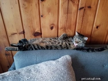 18 Hilarious Pet Photos That Will Brighten Your Day