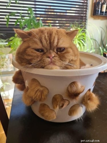 18 Hilarious Pet Photos That Will Brighten Your Day