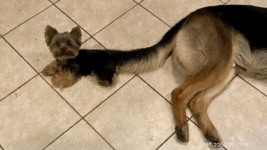 18 Hilarious Pet Photos That Will Brighten Your Day