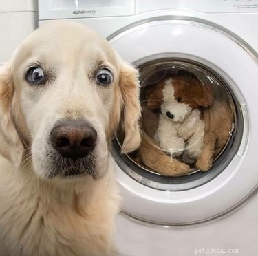18 Hilarious Pet Photos That Will Brighten Your Day