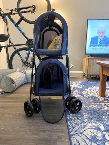 18 Hilarious Pet Photos That Will Brighten Your Day