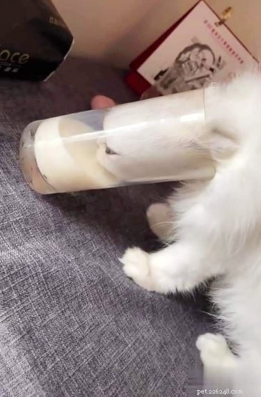 18 Hilarious Pet Photos That Will Brighten Your Day