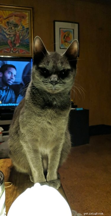 18 Hilarious Pet Photos That Will Brighten Your Day