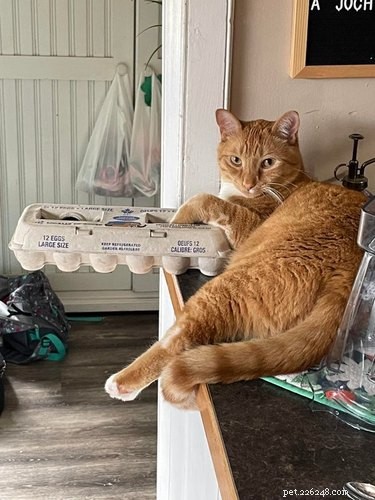 18 Hilarious Pet Photos That Will Brighten Your Day