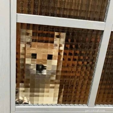 18 Hilarious Pet Photos That Will Brighten Your Day