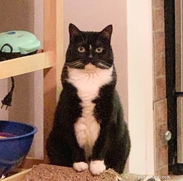 18 Hilarious Pet Photos That Will Brighten Your Day