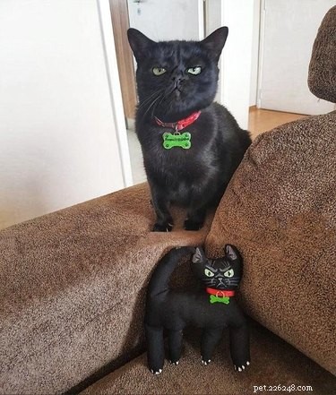 18 Hilarious Pet Photos That Will Brighten Your Day