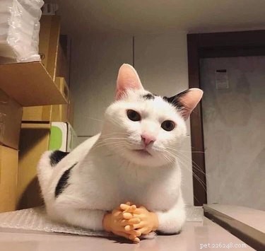18 Hilarious Pet Photos That Will Brighten Your Day