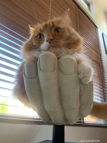 18 Hilarious Pet Photos That Will Brighten Your Day