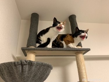 18 Hilarious Pet Photos That Will Brighten Your Day