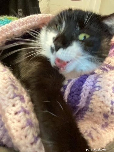 23 Hilariously Blurry Cat Photos That Will Keep You Laughing