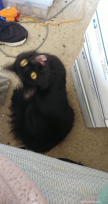 23 Hilariously Blurry Cat Photos That Will Keep You Laughing