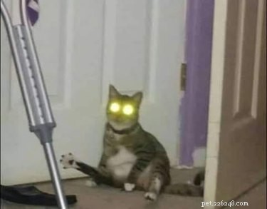 23 Hilariously Blurry Cat Photos That Will Keep You Laughing