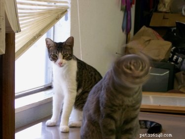 23 Hilariously Blurry Cat Photos That Will Keep You Laughing