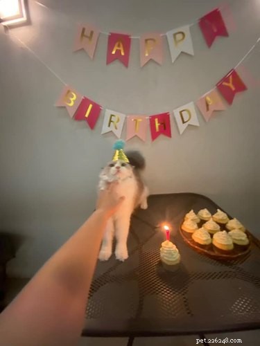 23 Hilariously Blurry Cat Photos That Will Keep You Laughing