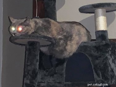 23 Hilariously Blurry Cat Photos That Will Keep You Laughing
