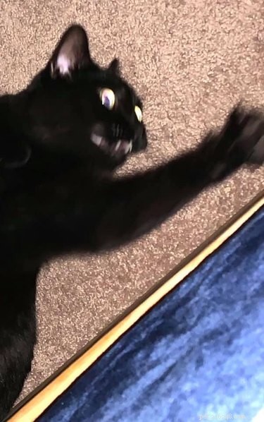 23 Hilariously Blurry Cat Photos That Will Keep You Laughing
