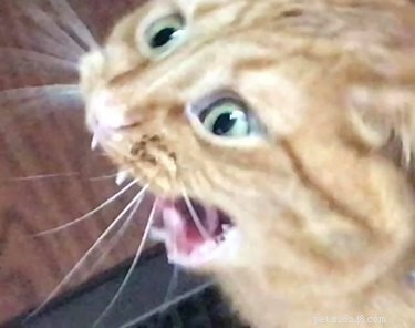 23 Hilariously Blurry Cat Photos That Will Keep You Laughing