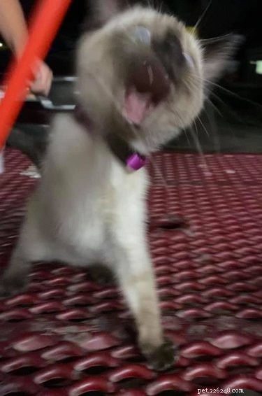 23 Hilariously Blurry Cat Photos That Will Keep You Laughing