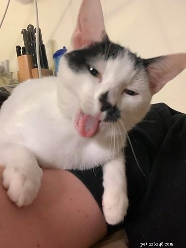 23 Hilariously Blurry Cat Photos That Will Keep You Laughing