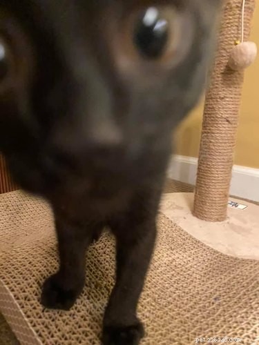 23 Hilariously Blurry Cat Photos That Will Keep You Laughing