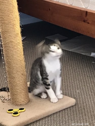 23 Hilariously Blurry Cat Photos That Will Keep You Laughing