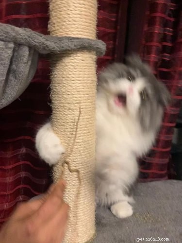 23 Hilariously Blurry Cat Photos That Will Keep You Laughing