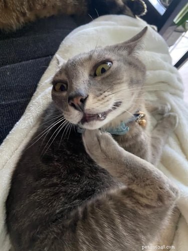 23 Hilariously Blurry Cat Photos That Will Keep You Laughing