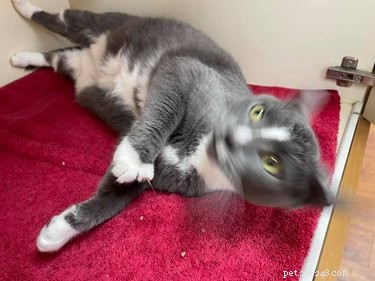 23 Hilariously Blurry Cat Photos That Will Keep You Laughing
