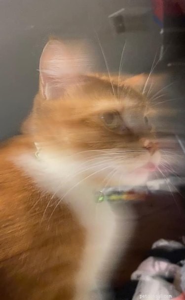 23 Hilariously Blurry Cat Photos That Will Keep You Laughing