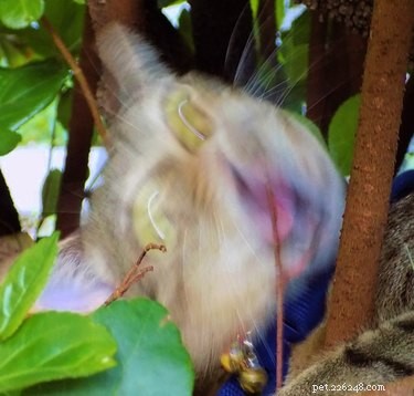 23 Hilariously Blurry Cat Photos That Will Keep You Laughing